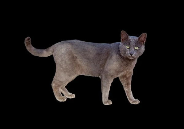 Chartreux kot — Zdjęcie stockowe