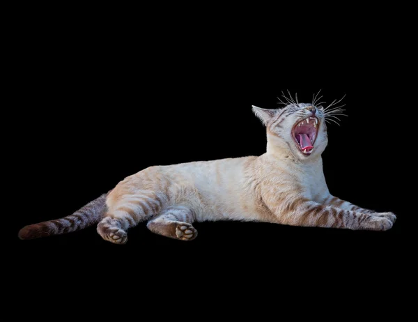 Tabby cat roar — Stock Photo, Image