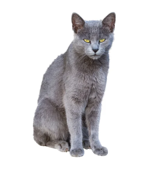 Chartreux γάτα Εικόνα Αρχείου