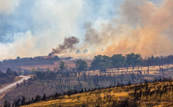 Brand in het bos — Stockfoto