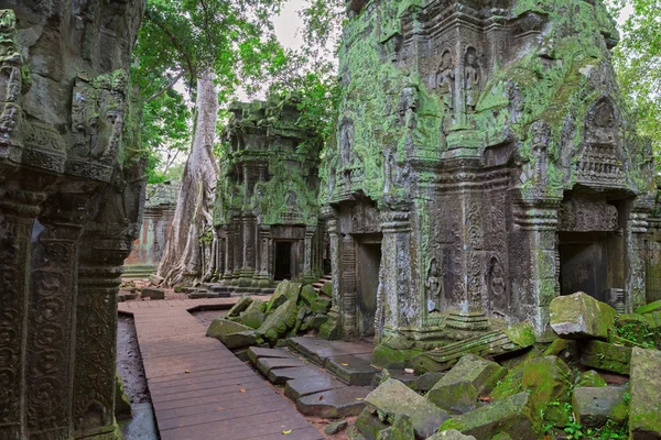 Árboles en Ta Prohm, Angkor Wat —  Fotos de Stock