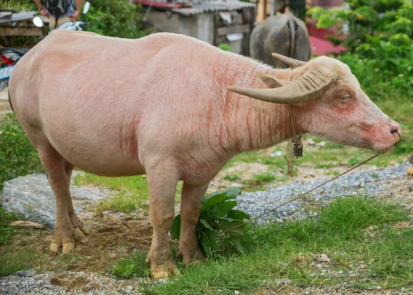 Bufalo d'acqua — Foto Stock