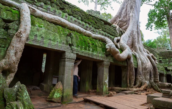 Ta prohm och träd i angkor wat — Stockfoto