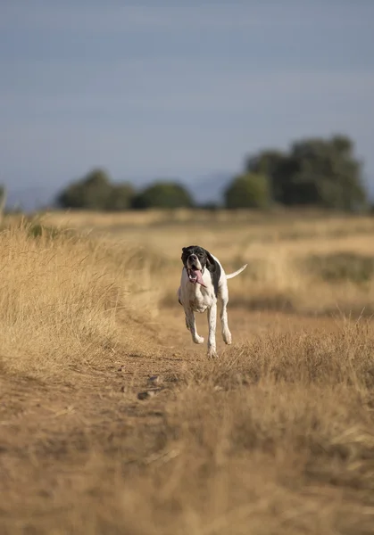 Front view of pointer running — Stock Photo, Image