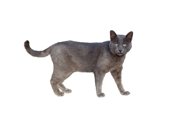 Chartreux katt — Stockfoto