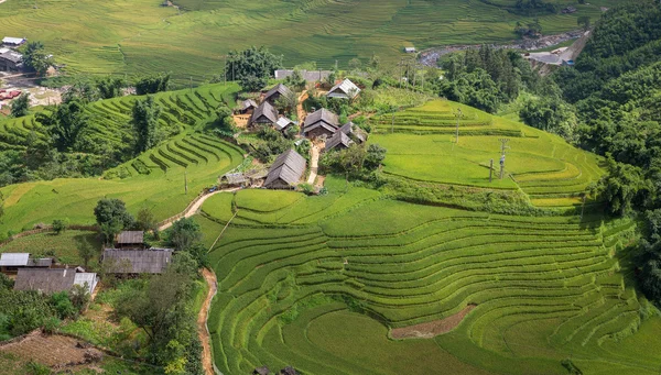 Plantation de riz — Photo