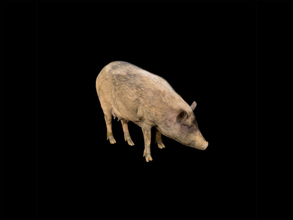 Side view of wild boar isolated on black background