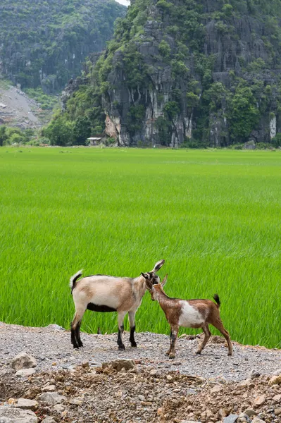 Cabras y plantaciones de arroz — Foto de Stock