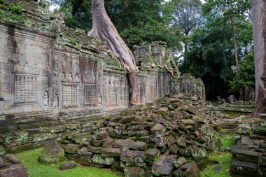 Angkor Wat 'taki ağaç