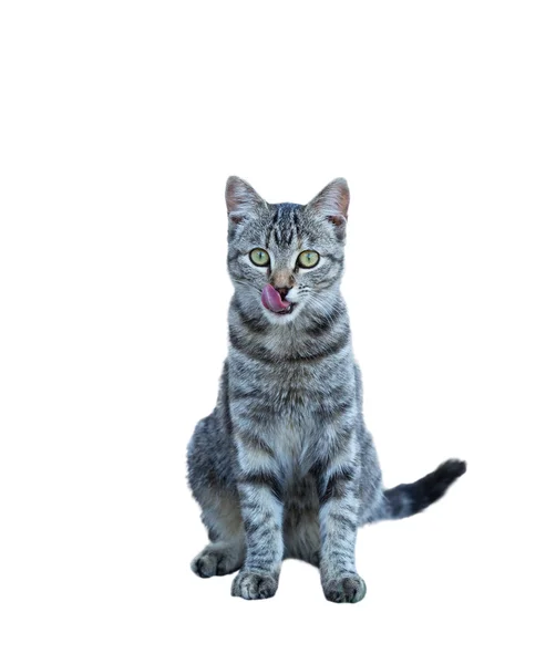 Tabby kitten vintage portrait — Stock Photo, Image