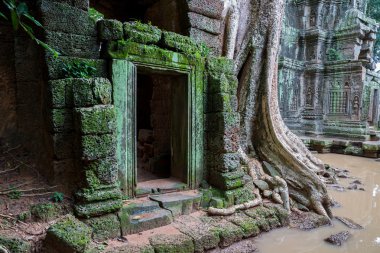 Ta Prohm, Angkor Wat