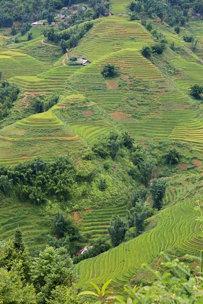 Plantacji ryżu — Zdjęcie stockowe