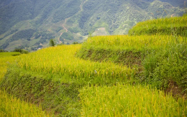 Terraços de arroz — Fotografia de Stock