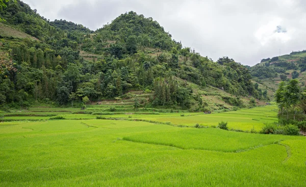 Plantação de arroz — Fotografia de Stock