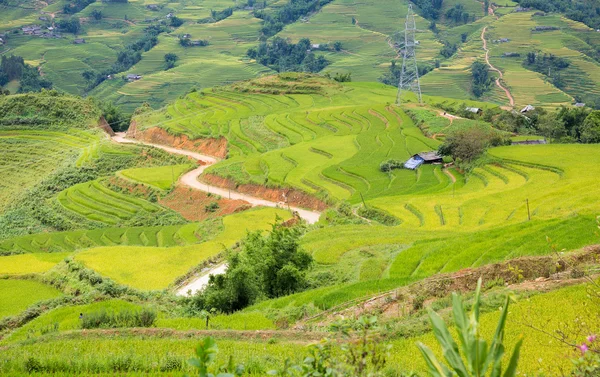Rice plantation — Stock Photo, Image