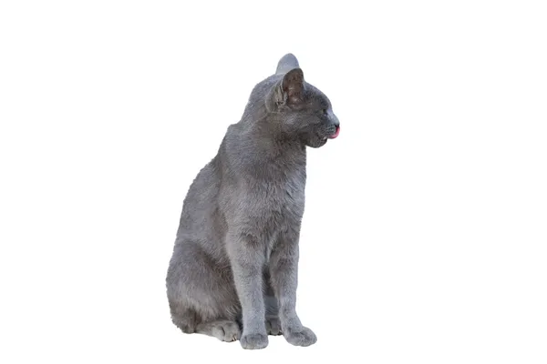 Chartreux kot — Zdjęcie stockowe