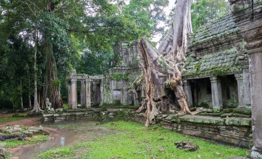 Angkor Wat 'taki ağaç