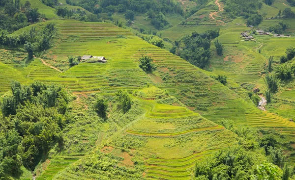 Plantação de arroz — Fotografia de Stock