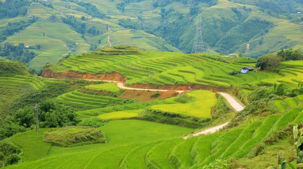 水稻人工林山 — 图库照片