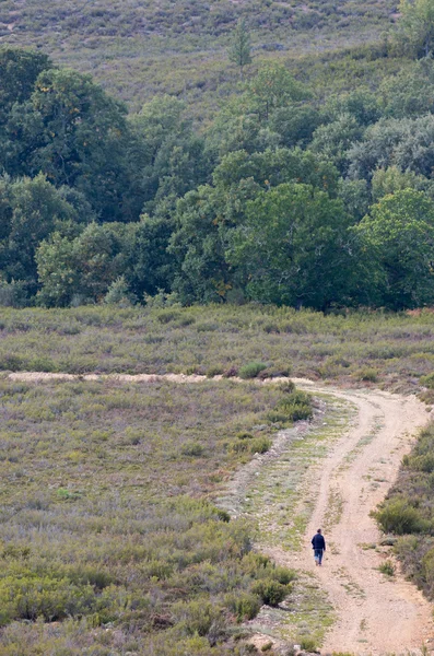 Walking — Stock Photo, Image