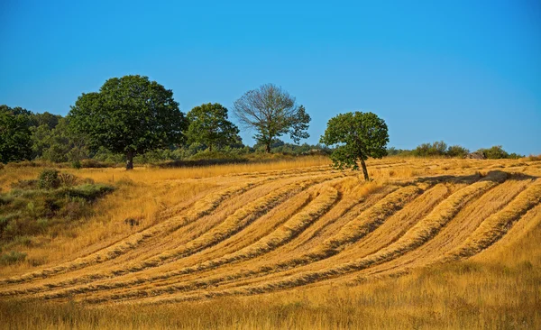 Cosecha de trigo, campos y paisajes —  Fotos de Stock