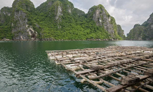 White pearl farming — Stock Photo, Image