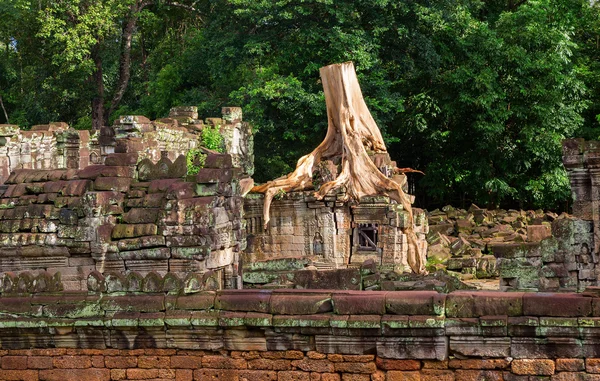 Träd i Angkor Wat — Stockfoto