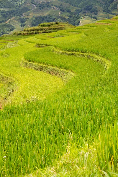 水稻梯田 — 图库照片