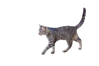 yürüyüş tabby yavru kedi