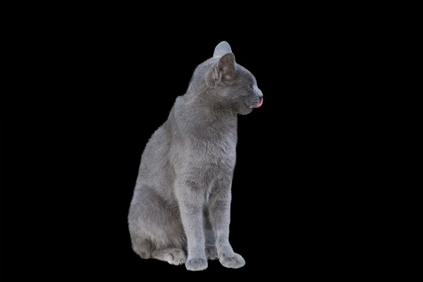 Chartreux kat — Stockfoto