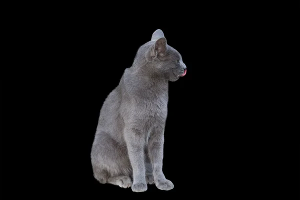 Chartreux γάτα Royalty Free Φωτογραφίες Αρχείου