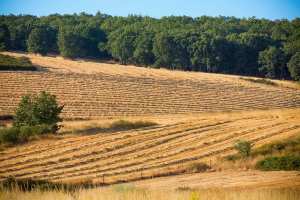 Raccolta del grano, campi e paesaggi — Foto Stock