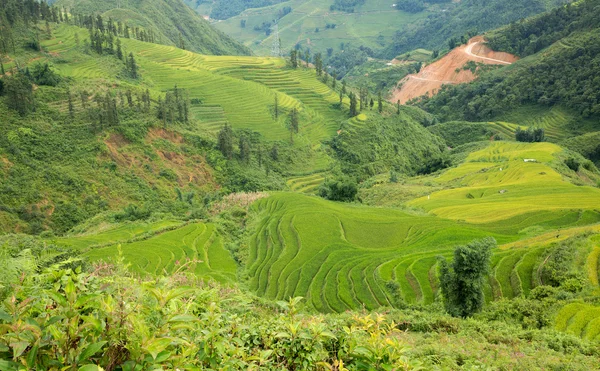 水稻种植的沙巴 — 图库照片