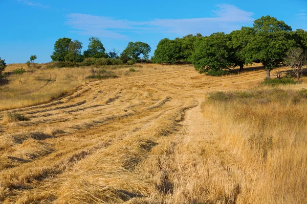 Veteskörden, fält och landskap — Stockfoto