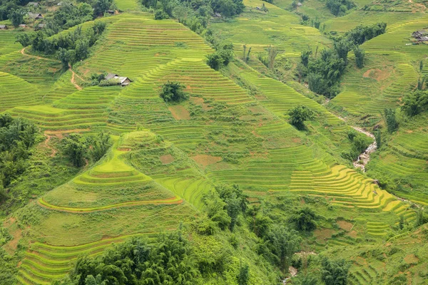 Plantação de arroz — Fotografia de Stock