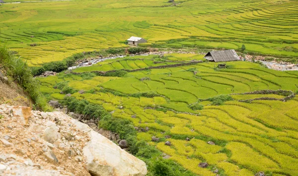 Plantação de arroz — Fotografia de Stock