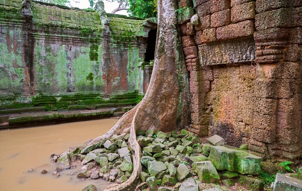 Ta Prohm sejtelmes épületegyüttese fák, Angkor Wat — Stock Fotó
