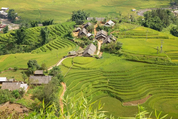 Rijst plantage — Stockfoto