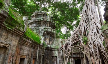 ta prohm ağaçları, angkor wat