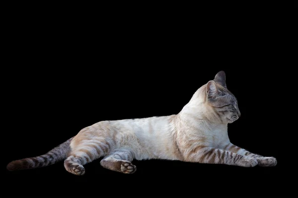 Tabby cat — Stock Photo, Image