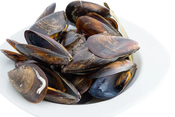 Kokta musslor — Stockfoto
