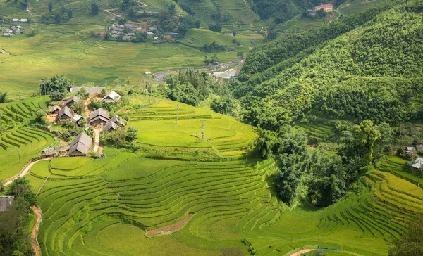 Plantação de arroz — Fotografia de Stock