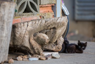 küçük Kara kediler