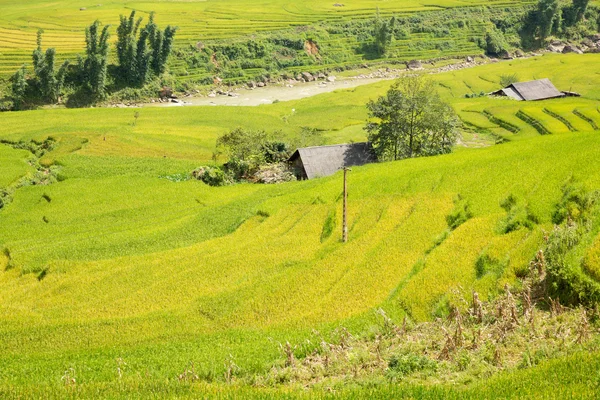 Rijst plantage bovenaanzicht — Stockfoto