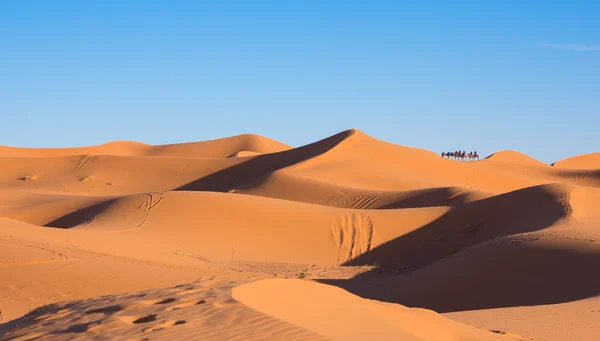 Kameel caravan — Stockfoto