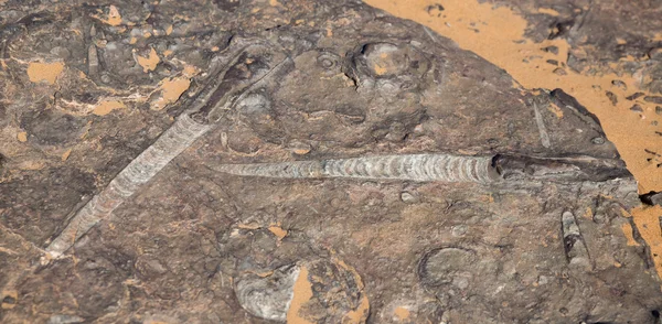 Orthoceras and ammonites in the desert — Stock Photo, Image