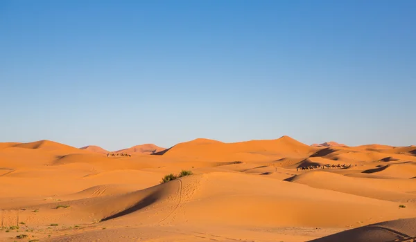 Camel Caravan — Stock Photo, Image