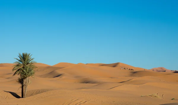 Camel caravane — Photo