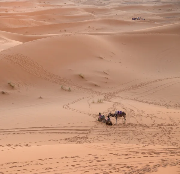 Kameler och bilar, förflutnan, framtiden — Stockfoto