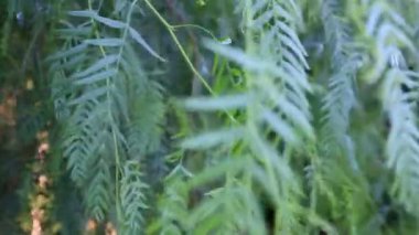 ağlayan söğüt closeup ve Rüzgar